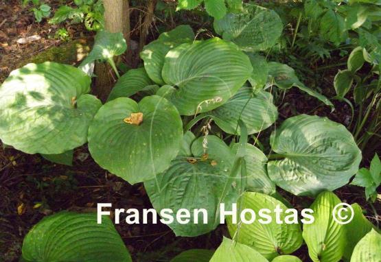 Hosta Babbling Brook